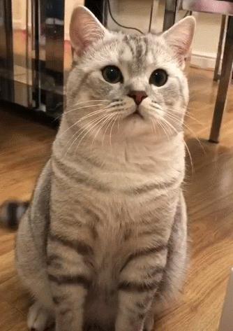 喵星人的反应能力超出常人,喵星人战斗力有多强