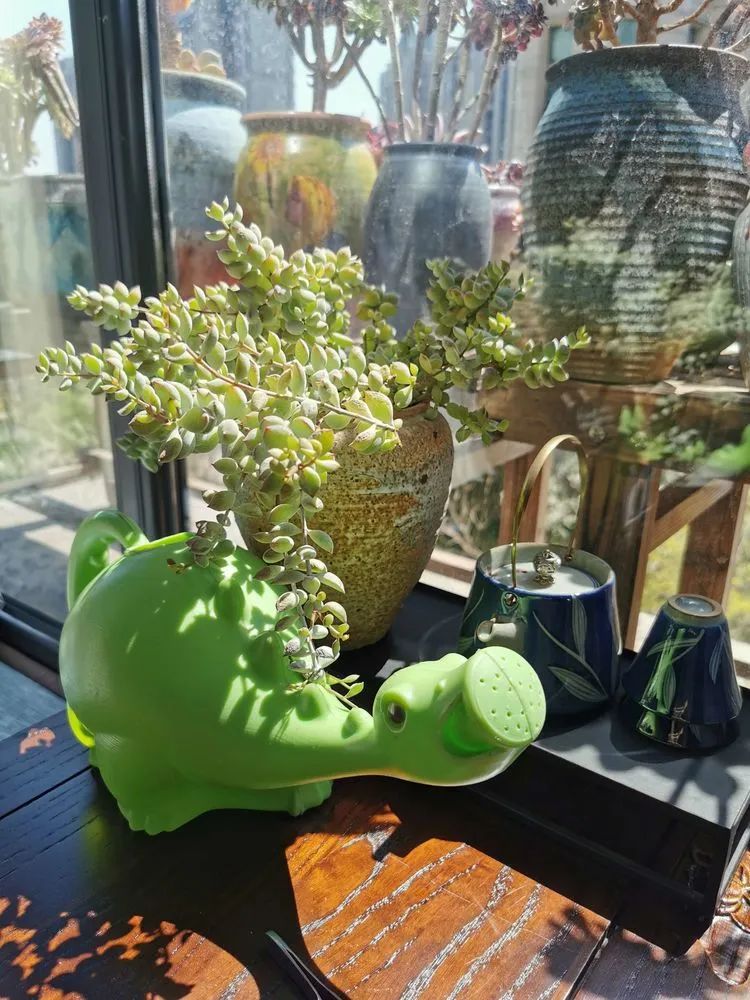 人生就像养多肉一样,人生如同养多肉时间不会怠慢