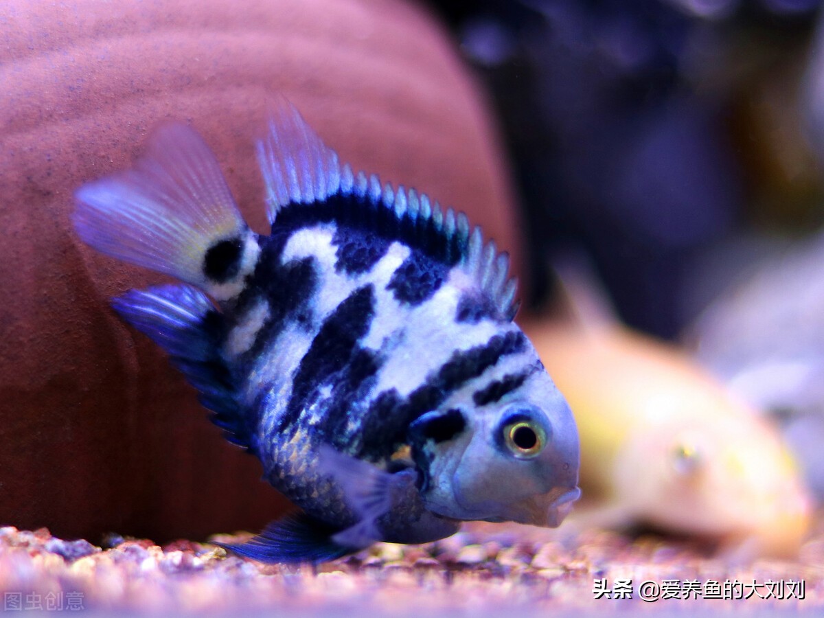 迷你鹦鹉鱼的正确饲养方法,迷你鹦鹉鱼饲养空间