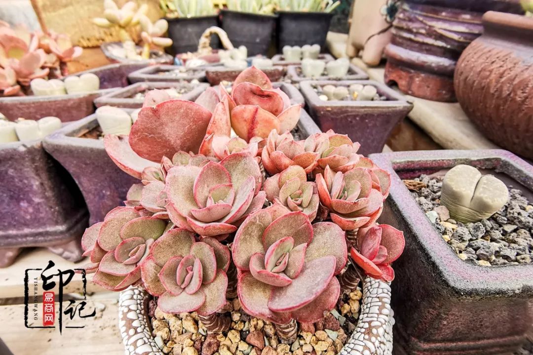 商丘花鸟批发基地,商丘花鸟市场地址