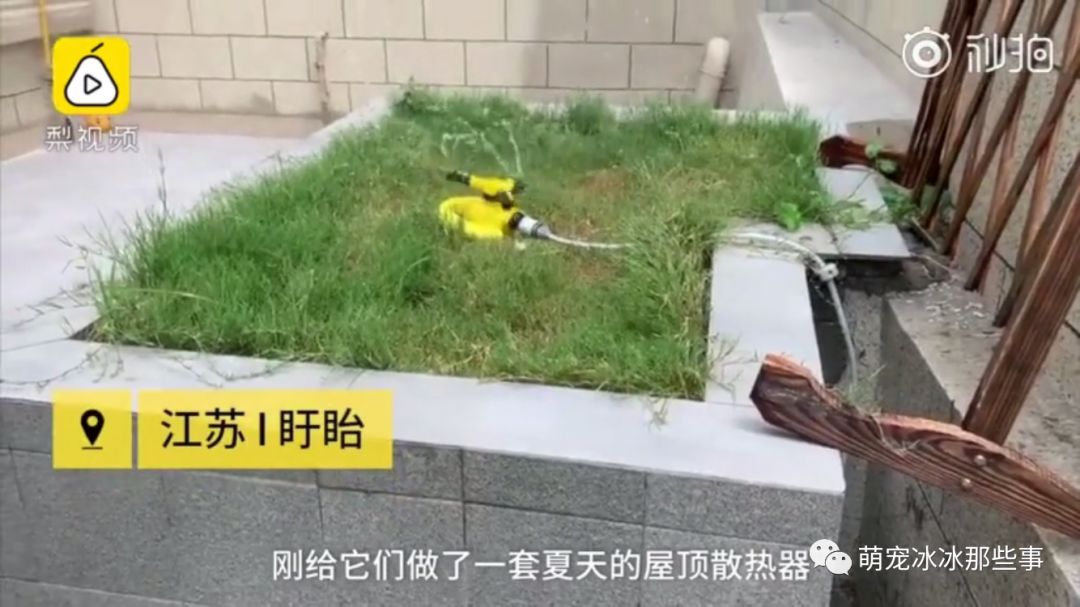 最壕狗窝!主人花3万5为爱宠造了个别墅,泳池和阳光房全都有