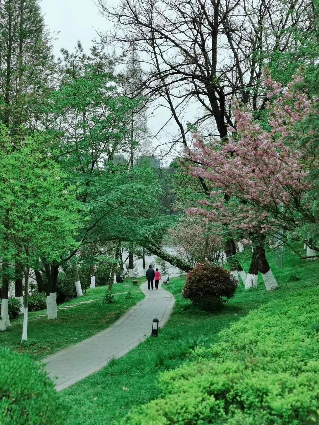 春林花多媚视频讲解,春林花多媚图片