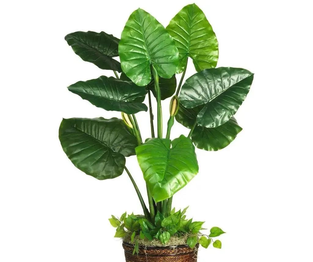 养护滴水观音,滴水观音怎样养护才好养