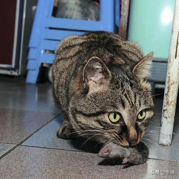 猫抓到老鼠不吃是什么原因,为什么猫抓到老鼠不立刻吃掉呢