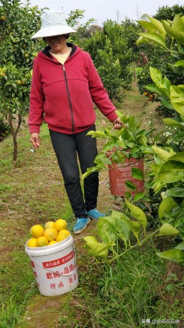 临近年关吃东西容易上火,就让这款小甜橙拯救一下