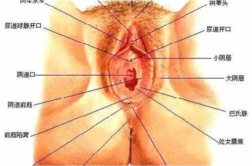 夏天到了,咱们来聊个羞羞的话题——小阴唇整形术
