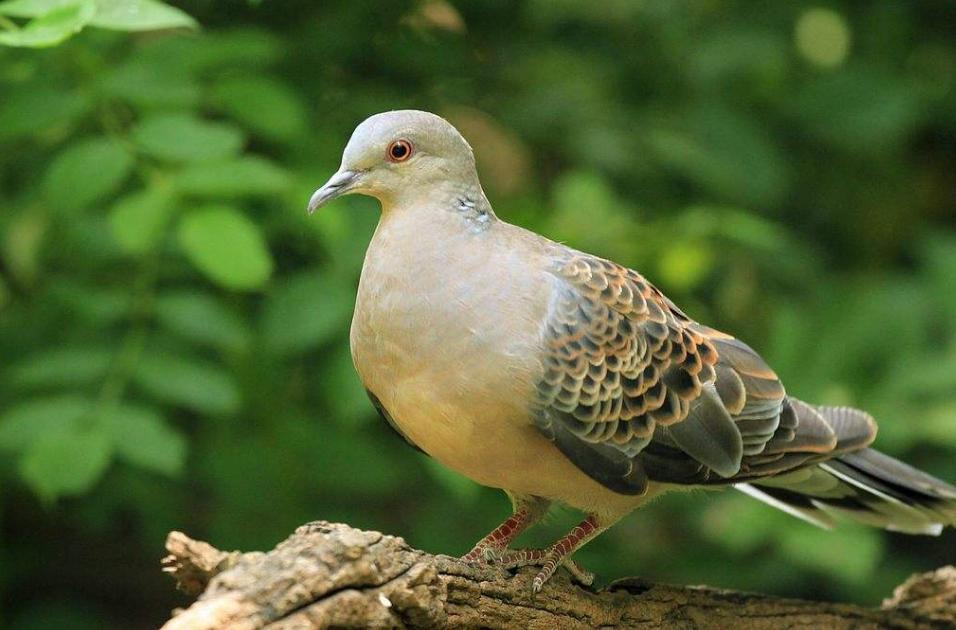 三虎出一豹三斑出一鹞,三虎出一豹代表什么