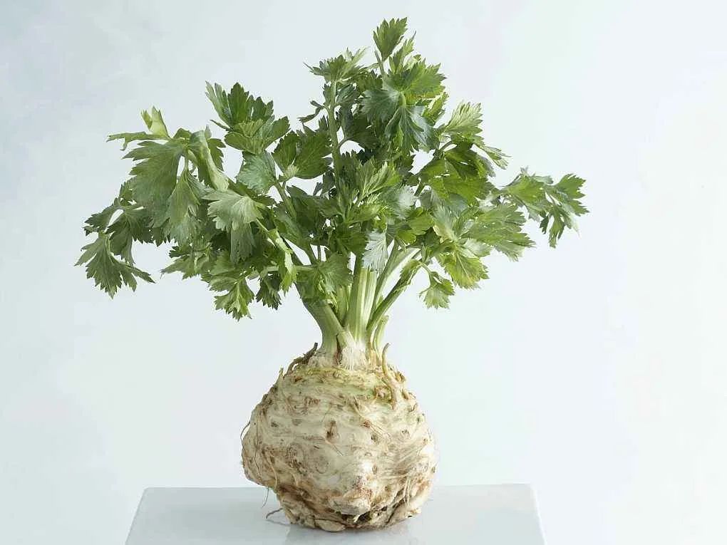 十大高档西餐食材,沧州西餐半成品原材料批发