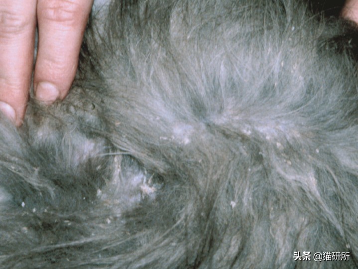 铲屎官得了猫癣怎么处理,铲屎官必知猫咪急救办法