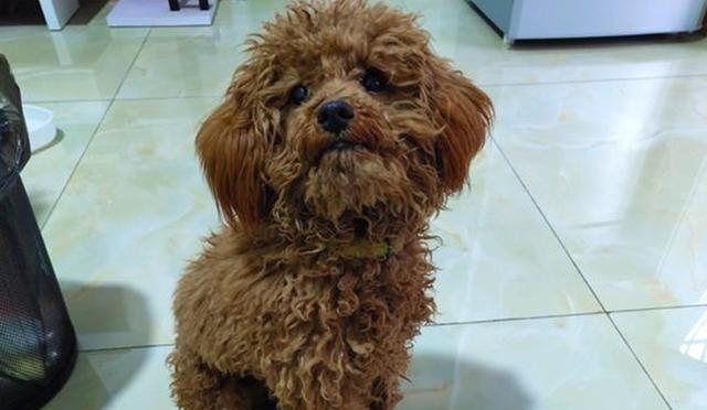 怎么挑选狗粮泰迪狗吃,8岁泰迪吃什么狗粮最好