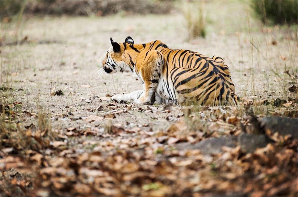 孟加拉公虎捕猎野猪,孟加拉雄虎吃野猪