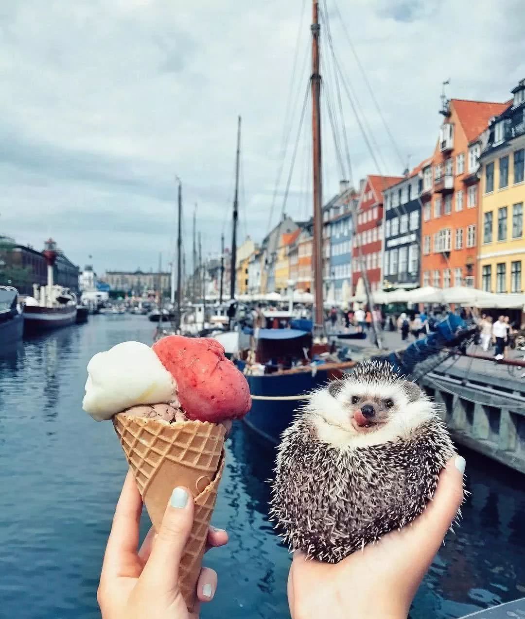 网红小刺猬——过成了你最想要的样子。