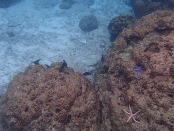 泰国自由行攻略斯米兰群岛,泰国自由行清迈苏梅岛普吉岛