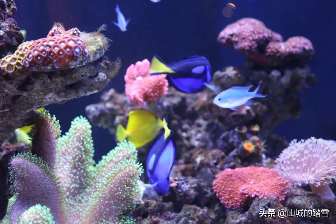 重庆巴南区旅游攻略,巴南主城区一日游的绝佳去处