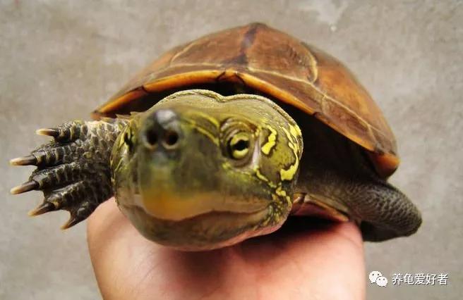 怎么判断龟是真死还是假死,如何判断龟真死还是假死
