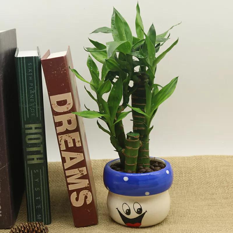 富贵竹没长根叶子发黄怎么办,富贵竹没根系叶子发黄怎么救