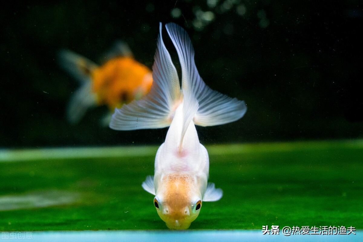 养金鱼没有鱼食怎样喂,给金鱼喂食的时候金鱼是怎么吃的