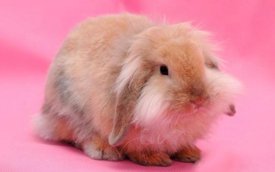 兔子种类好养排名,兔子有其它颜色吗