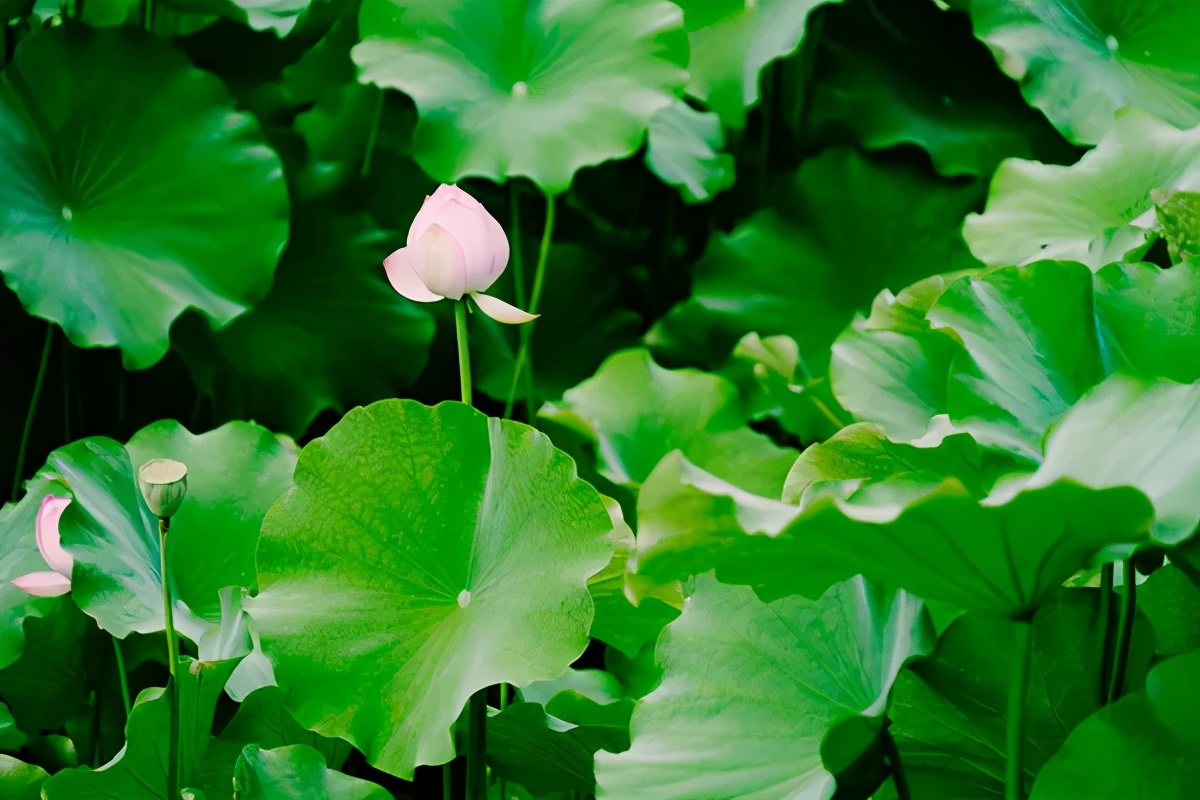 荷叶和什么搭配去火除湿,荷叶怎么喝祛暑