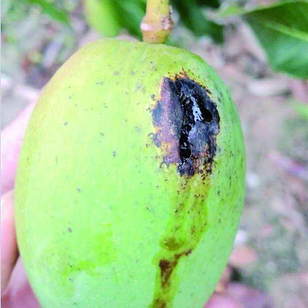 金煌芒果套袋后角斑病用药,哪些药剂可以预防芒果角斑病