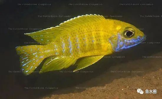 三湖慈鲷马鲷孔雀鱼多久发色,三湖慈鲷鱼之马鲷鱼