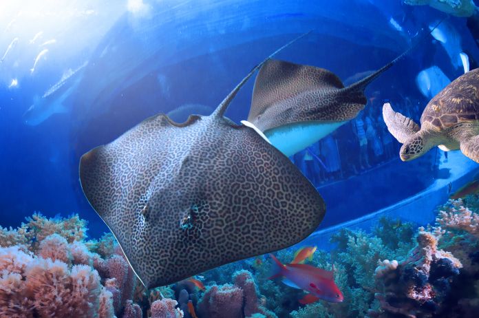 热卖爆款直降1000+，BAT大佬都在抢！双十一最好买的亲子产品是？