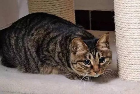 猫冷血无情是真的吗,猫的性格有多残忍