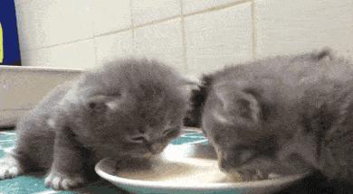 猫咪精力太旺盛还咬人怎么办,猫咪最近脾气暴躁咬人怎么办