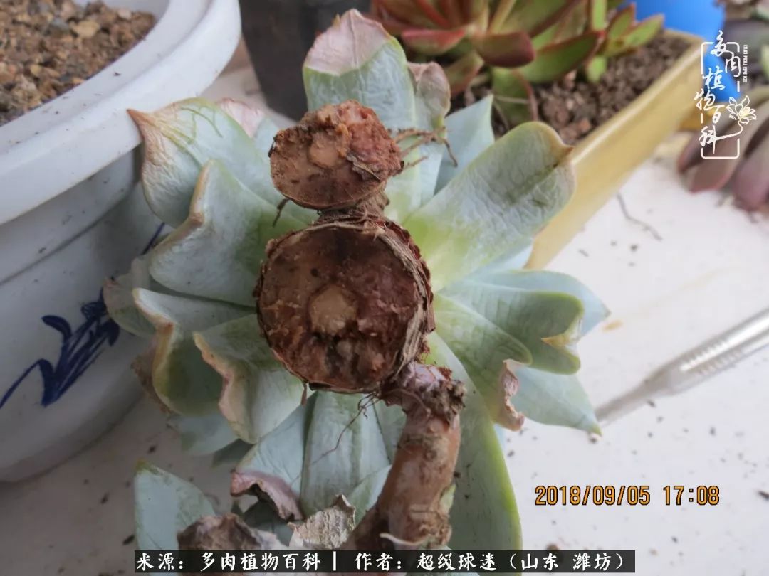 多肉黑茎咋办,多肉黑菌