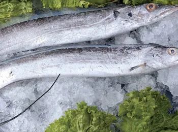 正儿八经的深海鱼，却被人们吃出了“白菜价”，带鱼：好委屈