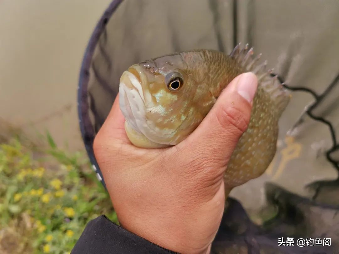 钓太阳鱼怎么选钓位视频,钓太阳鱼怎么选地方钓最好