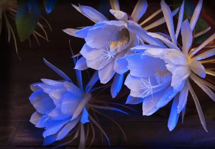 全球最美十种花,世界公认的九大最美花