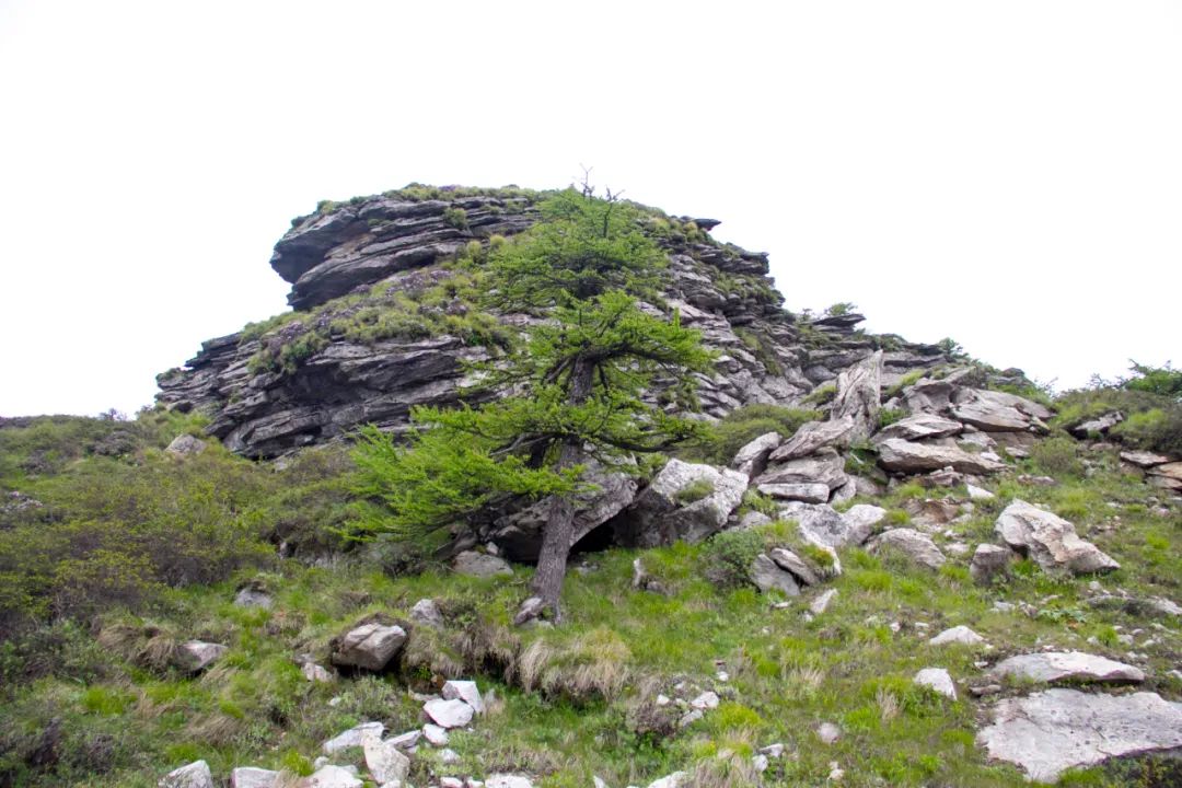 秦岭光头山至鹿角梁穿越路线,秦岭西观音山徒步登山路线攻略