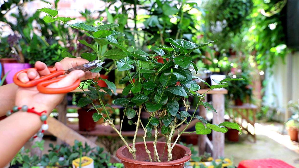 花肥只是辅助作用,花肥用有机肥好吗