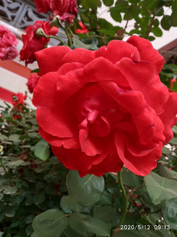 结婚仪式中哪个环节最令人感动,明制婚礼主婚环节