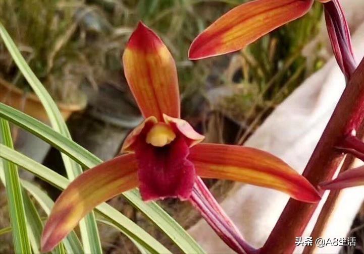 兰花蕙兰绝品传奇,每日一品茶叶