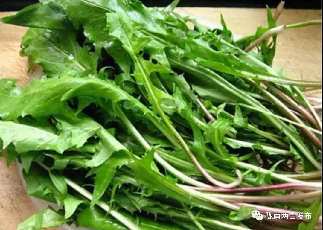 茶香四溢的蒲公英茶,清新蒲公英茶满满自然滋味