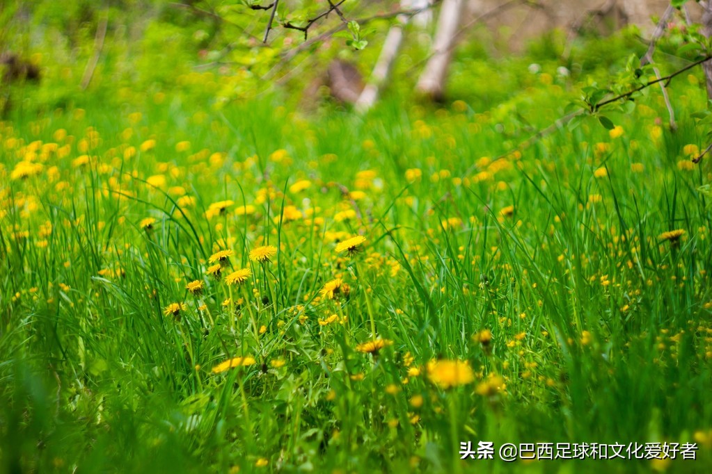 为什么初春的草色绝胜烟柳满皇都,韩愈为什么说初春绝胜烟柳满皇都