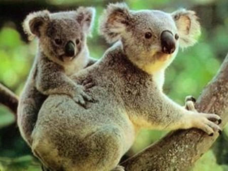 新西兰距离澳大利亚多少公里,新西兰跟澳洲距离远吗