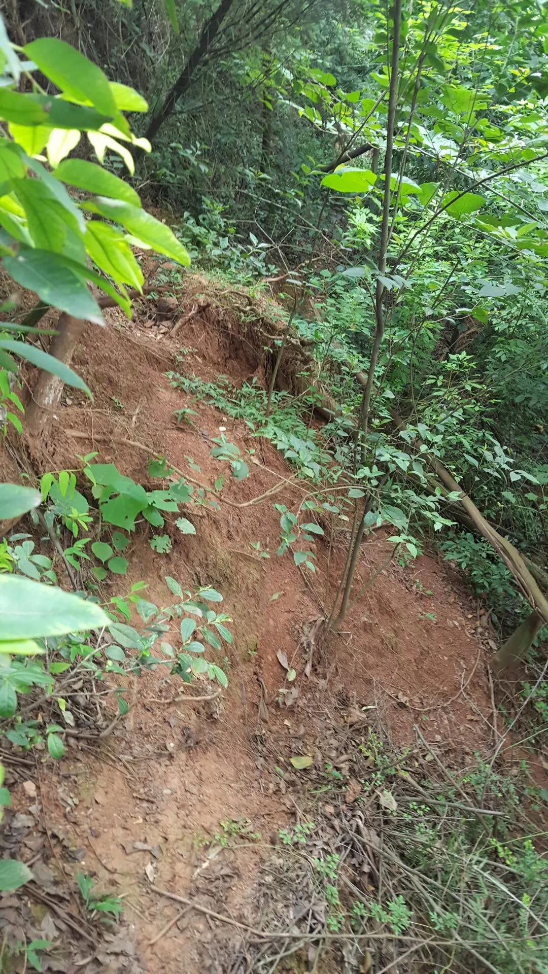 鸡枞菌菇,野生鸡枞