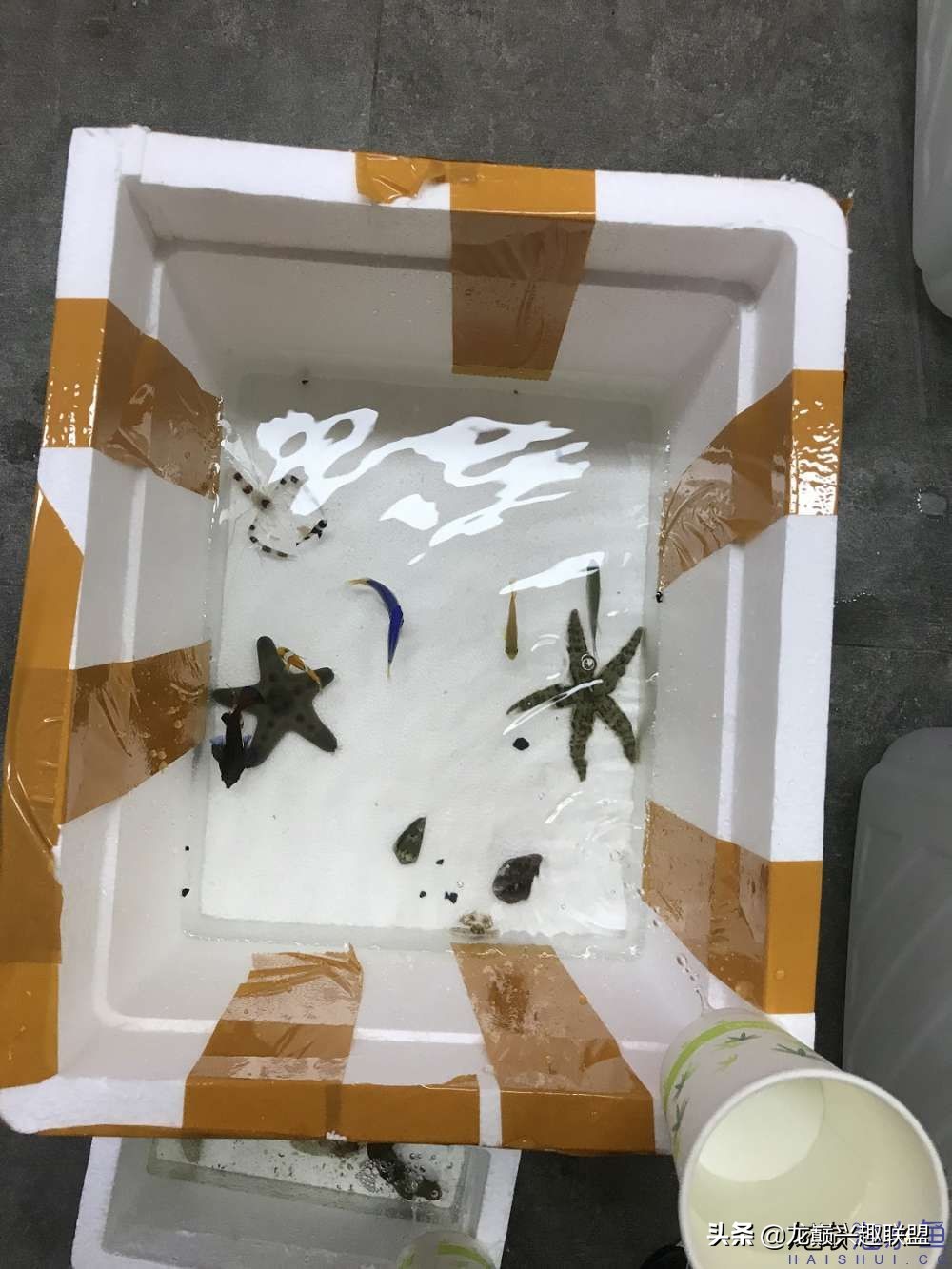 从零开始玩海缸的方法,从零开始玩海缸全过程