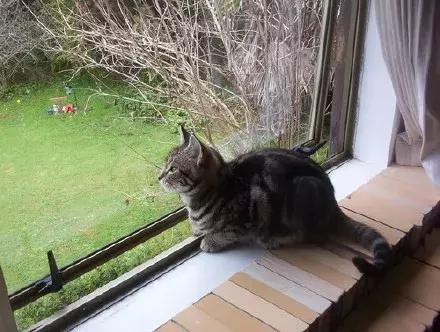 你知道猫咪的一天是如何度过的吗,主人不在家猫咪为什么一直在睡觉