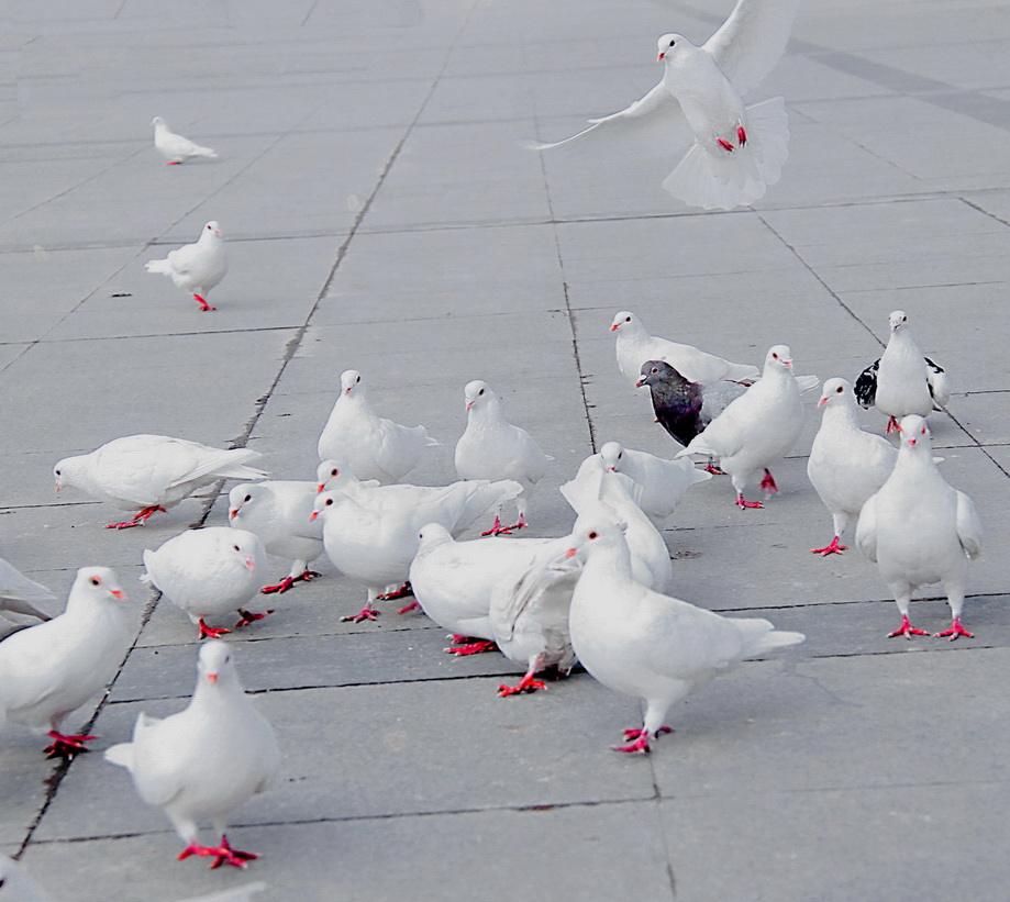 鸽子预防毛滴虫应饮甲硝唑几天,鸽子预防毛滴虫甲硝唑喂几天
