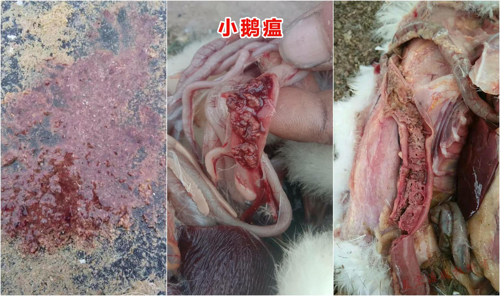 小鹅瘟┃小鹅瘟症状及其治疗方案