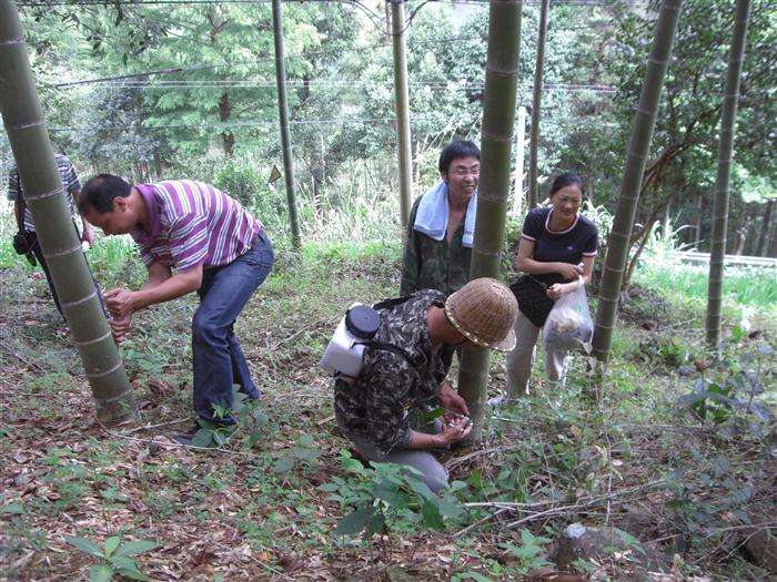 如何提高冬笋产量？做好以下四点十二个细节，增产提效益