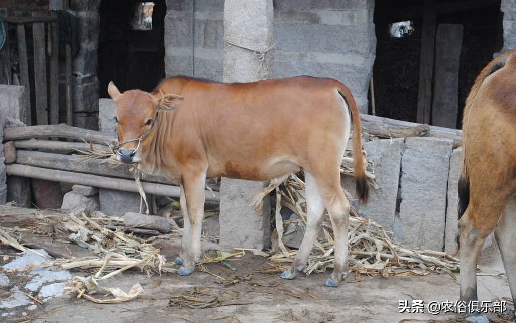 多省爆发牛皮肤病，三伏天不建议买牛，这些建议值得养牛人借鉴