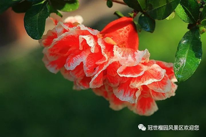 世界旅游日5月19日优惠,冠世榴园免费景点