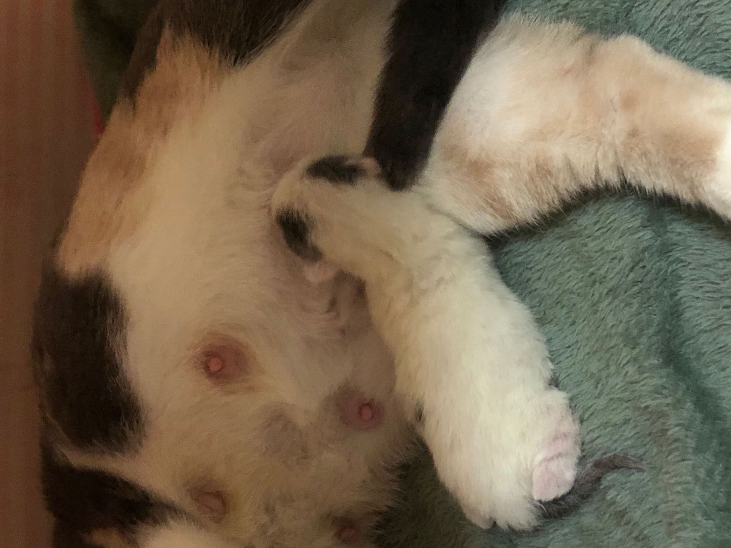 是不是有的猫不会踩奶啊,一般会踩奶的猫都是小猫吗