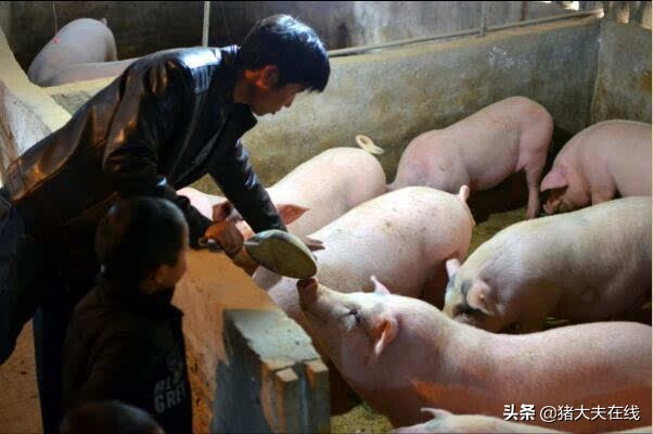 母猪产程过长怎么办视频,母猪因产程过长而不吃怎么办