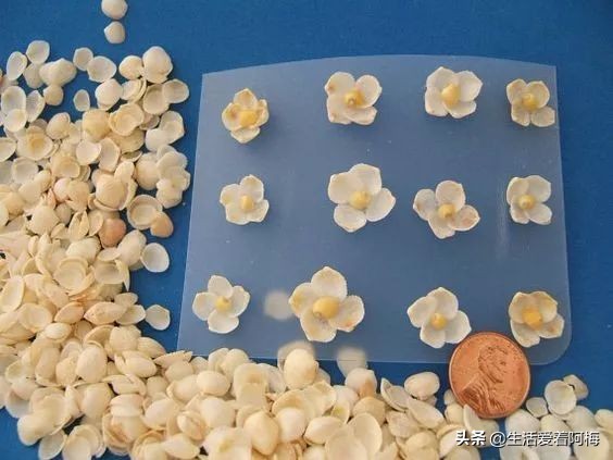 在贝壳里做上好看的装饰,简单的贝壳的工艺品